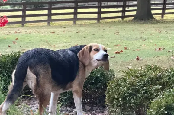 Found dog , photo: Found Beagle: Friendly, No Chip, Collar