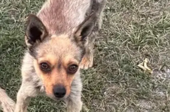 Lost pets Mesa, photo: Lost Tan Chihuahua Simba in Mesa!