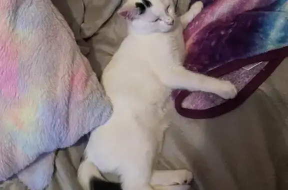 Lost Cat: White w/ Black Dot in Mashpee