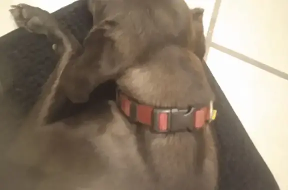 Perro negro encontrado en Zapo...