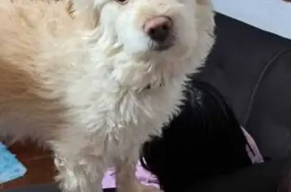 Perro Perdido en Neza: Oddy, Blanco y Amarillo