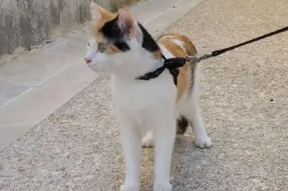 Animaux trouvés Cahors, photo: Chatte perdue à Cahors : Rescap, 2 ans