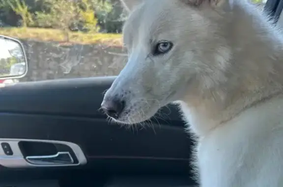 Found dog Tennessee Ridge, photo: Found: White Dog with Blue Eyes in Nashville