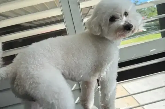 Lost White Toy Poodle 'Panbeh' in Schofields