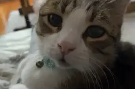 Help Find Flea: Lost Tabby in Mount Martha