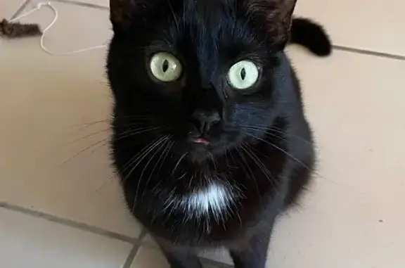 Chatte noire perdue Rue du Tertrain - photo