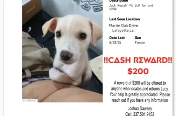 Missing dog Lafayette, photo: Lost Puppy: Lucy, Tan & White Mix