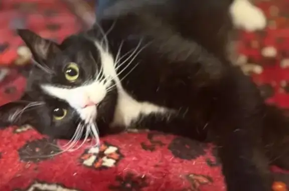 Lost Tuxedo Cat on Progress St, Lincoln