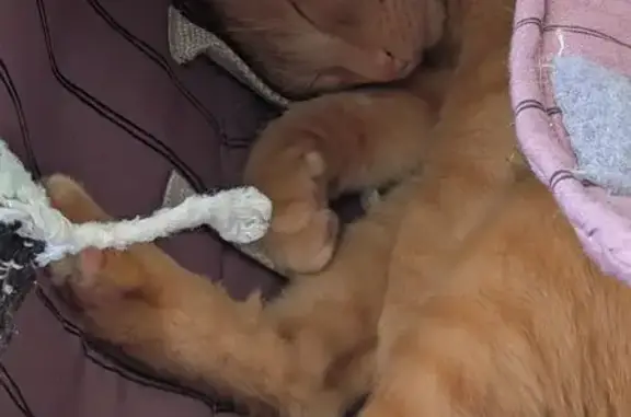 Lost Orange Tabby: Friendly & Hungry!