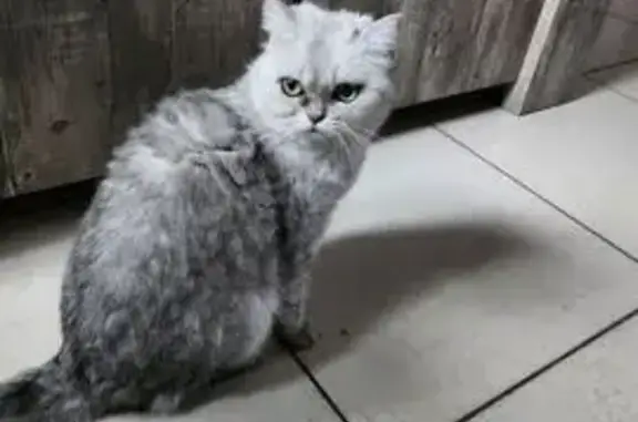Chatte Nala perdue à Valenciennes - photo
