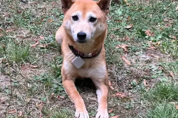 Chien perdu Saint-Genix-les-Villages, photo : Chienne Shiba Inu perdue à Saint-Genix