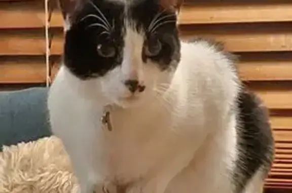 Lost Cat: Little Smudge on Clarke St