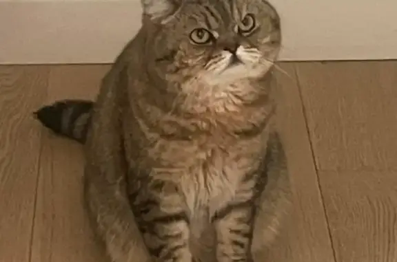 Chatte perdue, tigrée gris marron, Laval - photo