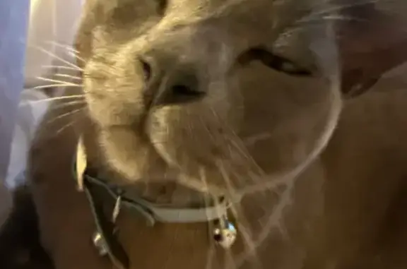 Missing cat Woollahra, photo: Lost Grey/Blue Burmese Cat: Bobby