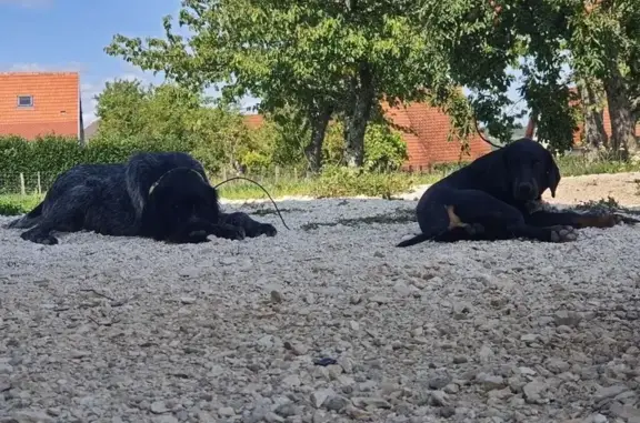 Animaux perdus , photo: Chien perdu : drahtaar & gonczy à Montot