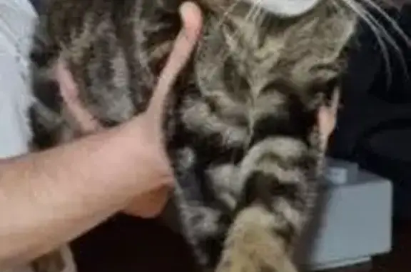 Missing cat Blacktown, photo: Lost Cat: Brown Stripes, Loves Chicken