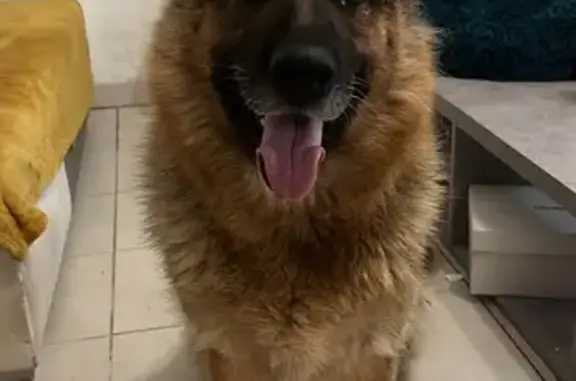 Chien trouvé Pons, photo: Chienne douce trouvée à Pons
