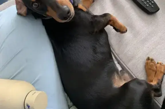Lost Black & Tan Dachshund on Cobbitty Rd