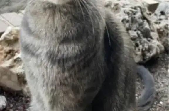 Buscamos a Gato Gris Perdido en Majadahonda
