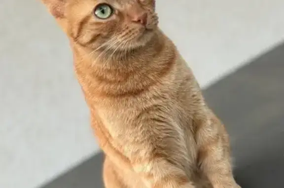Chat perdu : 5 ans, yeux verts, Échirolles - photo