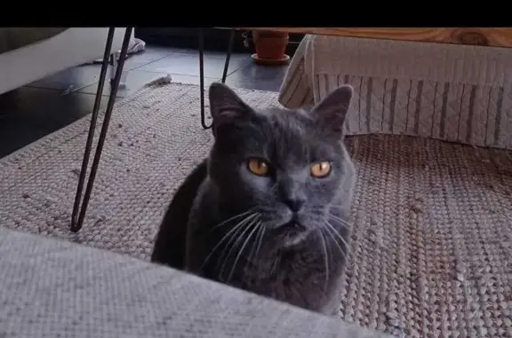 Chat mâle gris-bleu volé à Quinsac - photo