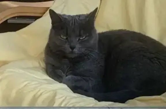 Chat perdu, Ecquevilly, photo: Petite chatte grise perdue à Ecquevilly
