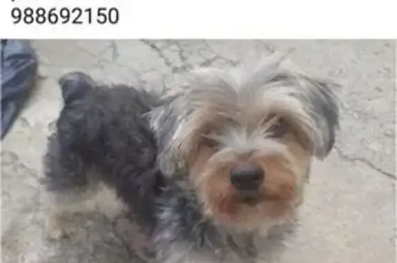 cachorro desaparecida