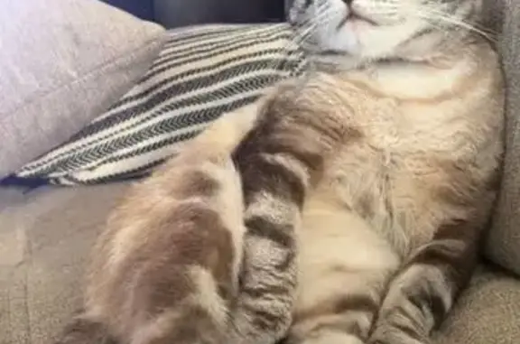 Chien perdu Douvrin, photo : Chat perdu, récompense offerte, Douvrin