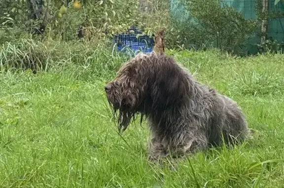Griffon sans collier trouvé à Suré - photo