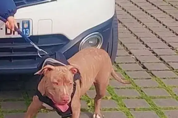 Chien marron perdu à Cergy - photo