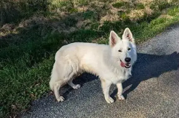 Chien blanc perdu à Saint-Cast-le-Guildo - photo