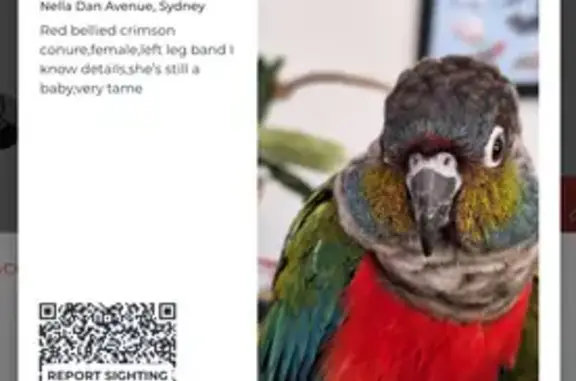 Lost: Tame Female Conure in Sydney
