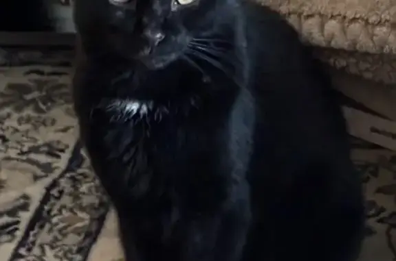 Lost Black Cat in Chicago - Help Find!