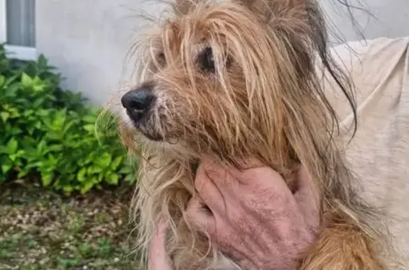 Animaux trouvés , photo: Chien craintif trouvé à Villebarou (41)