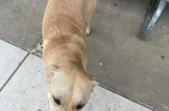 Found dog Albemarle, photo: Found Dog at City Lake Park, Albemarle