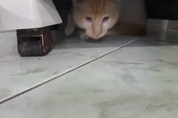gato encontrada