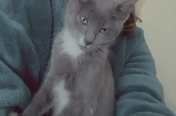Missing cat , photo: Lost Cat in Randburg: Help Find Bagheera
