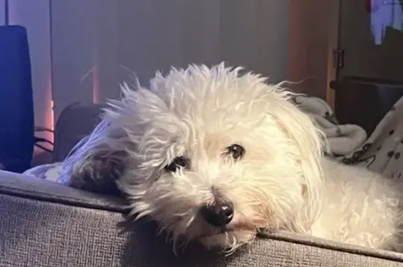 Help Find Sailor: Lost Maltipoo in Alamo