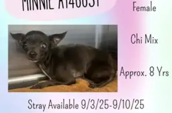 Lost: Black Chihuahua 'Minnie' in Salisbury