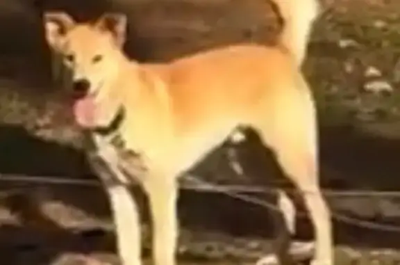 Missing dog Snellville, photo: Lost Dog Alert: Pate St, Snellville 2262
