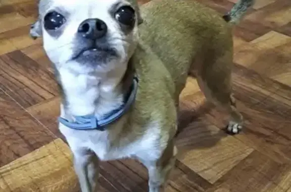 Lost Tan Dog, 17 Yrs, 3lbs, Freeman Spur