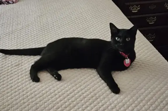 Help Find Lucy: Lost Black Cat in NLV