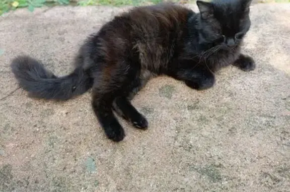 Animaux trouvés , photo: Chat brun noir trouvé, affectueux, Saint-Arnoult