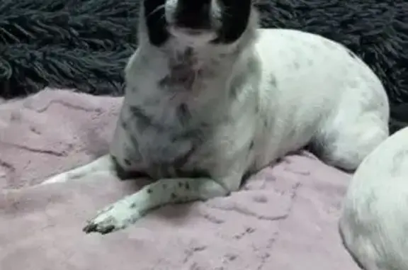 Lost Timid Dog: White with Black Spots