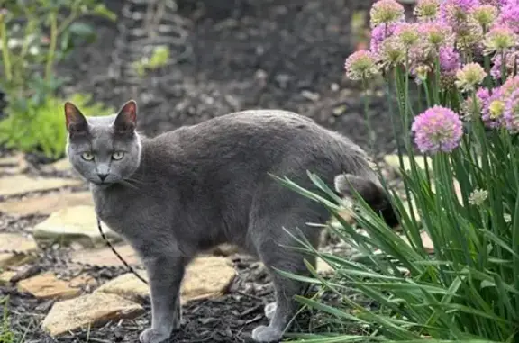 Lost Gray Cat: Green Eyes, Westerville