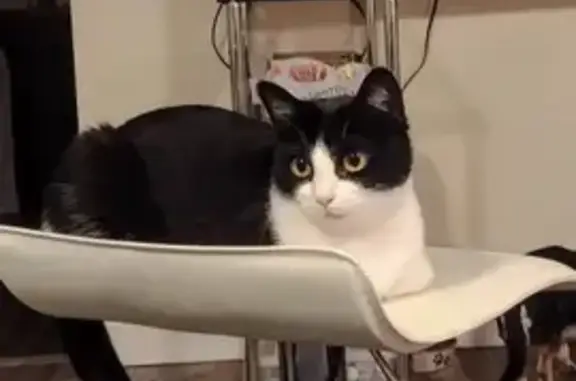 Lost Tuxedo Cat: Hearts on Hind Legs