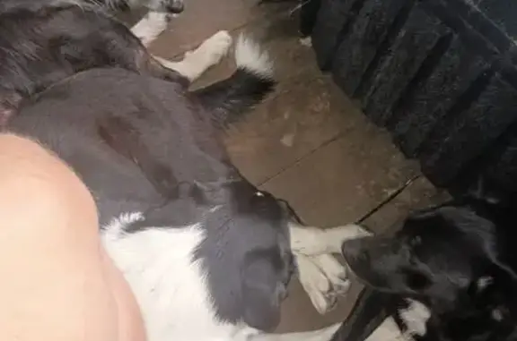 Found pets Jacksonville, photo: Found: 3 Loving Border Collies in Jax