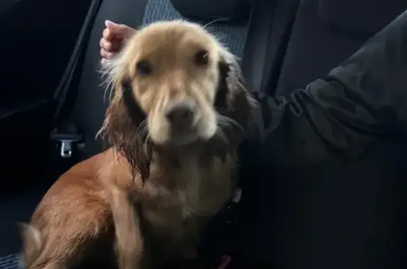 Found: Brown Spaniel Near DS S...