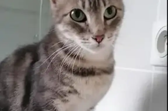 Chatte tigrée perdue à Cessy - photo