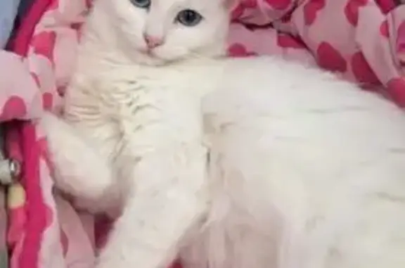 Chatte blanche sourde perdue à Aulnat - photo